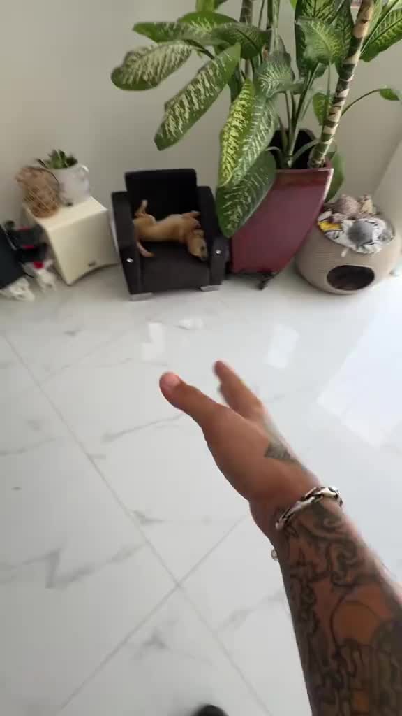 video nhà phố - ảnh 2